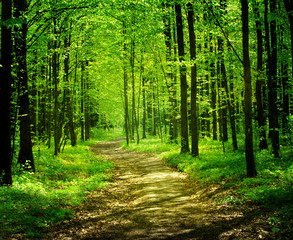 retro forest