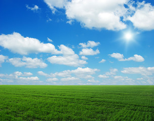Fototapeta premium Green field, blue sky and sun
