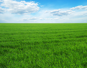 Obraz premium green field