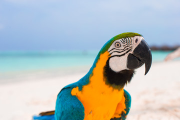 Funny bright colorful parrot on the white sand in the Maldives