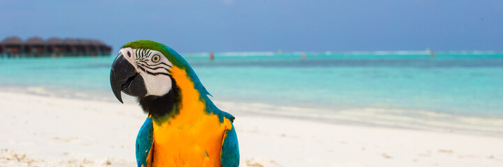 Cute bright colorful parrot on the white sand in the Maldives