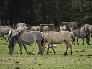Wildpferde