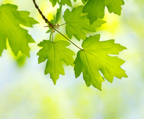  leaves