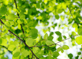 green leaves