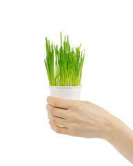  grass in the hand