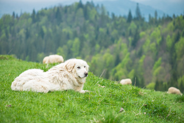 Sheep dog guard herd in Polish mountains