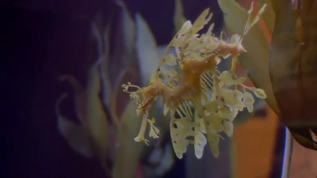 Yellow Leafy Sea Dragon, Seahorse (Short) 4K