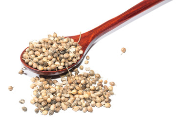 Coriander seeds on a wooden spoon