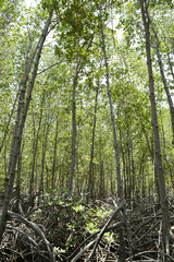 Mangrove forest at Prachuap Khiri Khan province , Thailand.