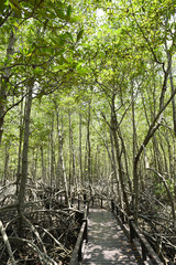 Mangrove forest at Prachuap Khiri Khan province , Thailand.