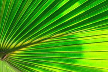 Obraz premium Green Palm leaves