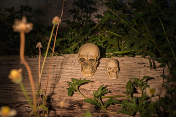 Still Life Skull