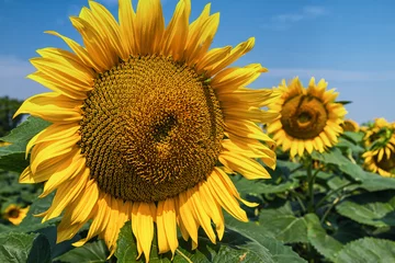 Foto op Plexiglas Zonnebloem Detail of sunflower .