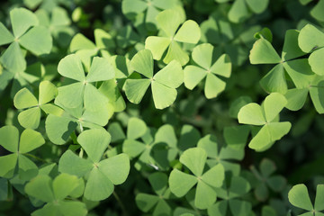 Four leaf clover