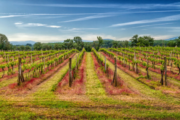 Tokaj vineyard in beautiful landscape scenery.