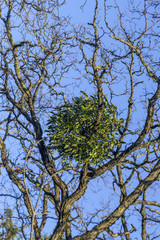 mistletoe on tree under blue sky