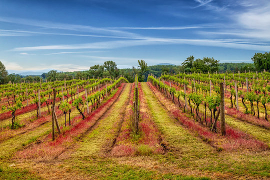 Tokaj vineyard in beautiful landscape scenery.