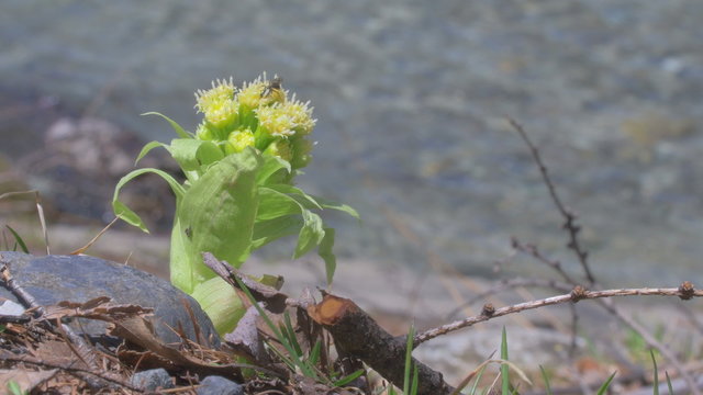 Butterbur sprout in Kamikochi,Nagano,Japan.Filmed in 4K.