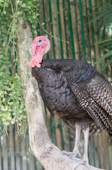 turkey bird in Thailand