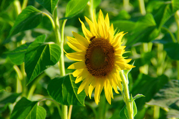 sunflowers in the countryside