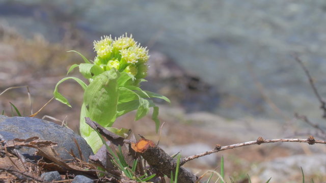 Butterbur sprout in Kamikochi,Nagano,Japan.Filmed in 4K.