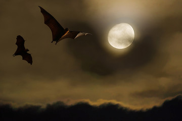 Bat silhouettes with full moon - Halloween festival © Art789