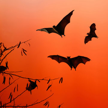 Bat silhouettes flying on isolate background - Halloween festiva