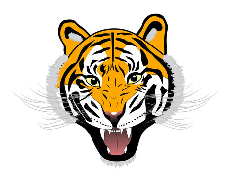 Tiger anger head on white background