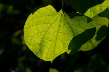 leaf and dew in sunshine on dark background, soft focus