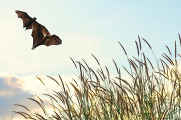 Bats flying in spring season sky for background usage 
