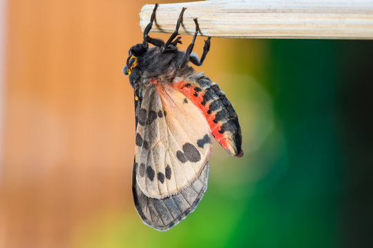 Newly born Olepa ricini moth