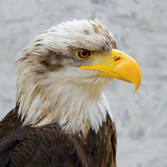 Detail of Bald Eagle (haliaeetus leucocephalus)