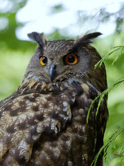 The portrait of  Eagle Owl (Bubo Bubo)