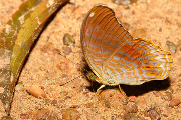 close up orange butterfly in nature