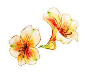 Fototapeta na wymiar Spring flowers Watercolor painting.