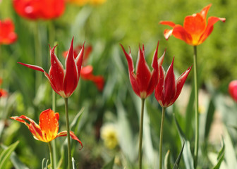Spring flower of orange tulip, variety Lambada on blurred backgr