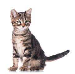Cute kitten