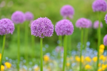 giant purple allium flowers