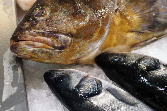 italian fish market - Goldblotch grouper  and european seabass 