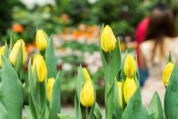 yellow tulip in garden
