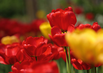 Obraz premium Spring flower of orange tulip, variety Lambada on blurred backgr