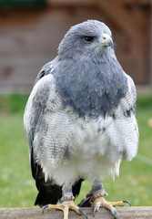 Aguja Blaubussard