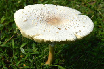 White mushroom in grass lawn