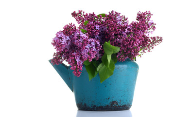 Lilacs in zinc pots on a white