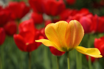 Spring flowers of  tulip on blurred background
