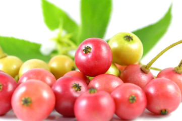 Jamaican cherry, Muntingia calabura, Central of Thailand