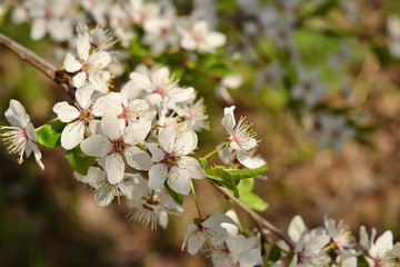 Spring garden flowers blooming cherry trees