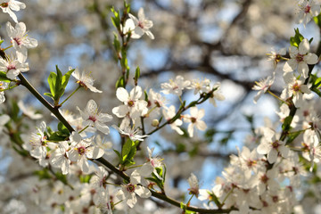 Spring garden flowers blooming cherry trees