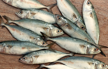 Fresh tuna ready for cooking