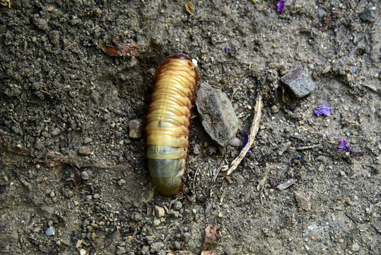 worm Beetle larvae are traveling to food